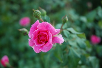 rosellina rosa