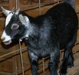 Baby Goat