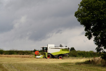 Harvesting the rape seed field
