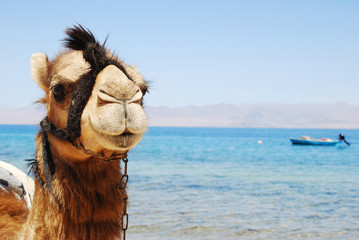 Kamel schaut in die Kamera