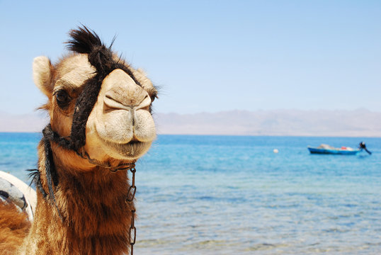 camello mirando a cámara