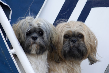 2 lustige, alte Hunde