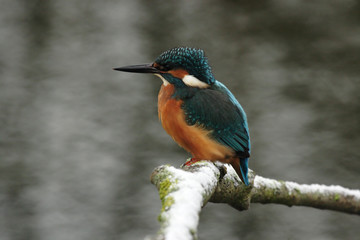 Eisvogel
