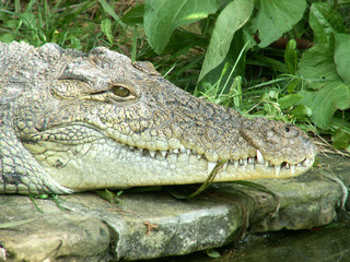 crocodile