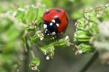 Ladybird