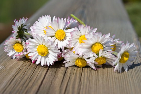 marguerites sur la barri&egrave;re