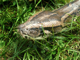 Boa