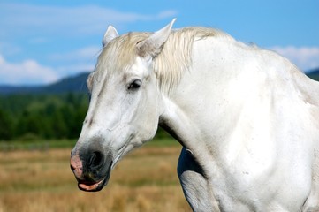 Obraz na płótnie Canvas White horse