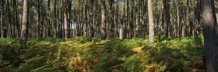 panorama d'une forêt