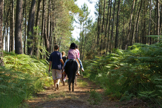 for&ecirc;t de landes &agrave; cheval