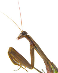 Isolated photo of a Praying Mantis