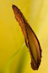 Stamen of a yellow lily