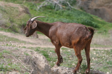 Fototapeta na wymiar Pasie kozy w górach