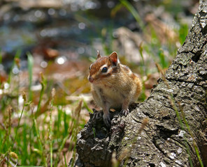 Siberian Chipmunk 10