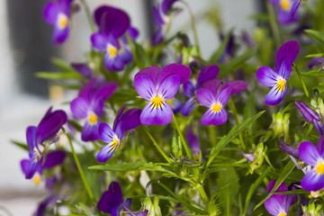 forest violet flowers