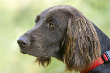 Hund Deutschlang-Haar