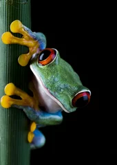 Garden poster Frog Crazy frog