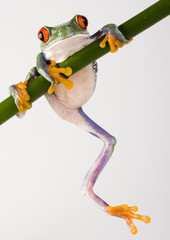 Crazy frog