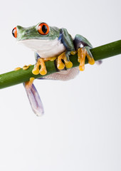 Red eyed tree frog