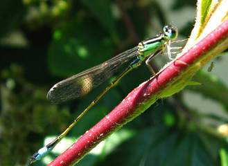 libellule