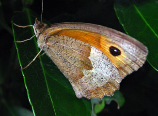 Fototapeta premium papillon