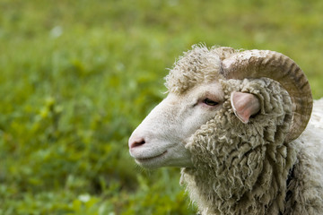 the wether - portrait