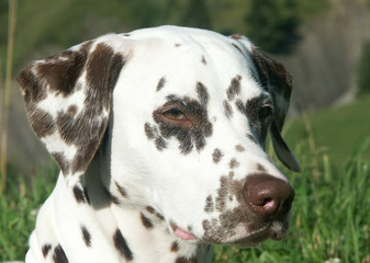 le chien dalmatien