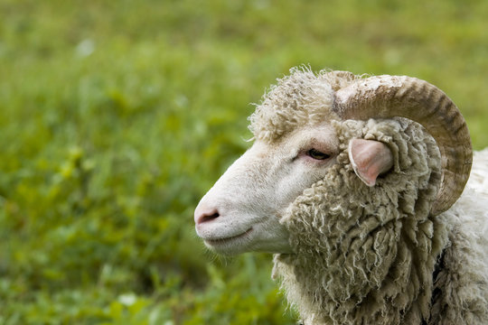 the wether - portrait