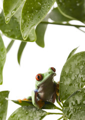 Frog on the leaf