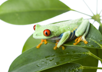 Frog on the leaf