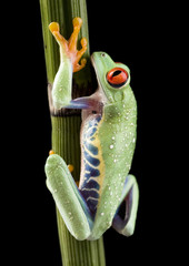 Red eyed tree frog