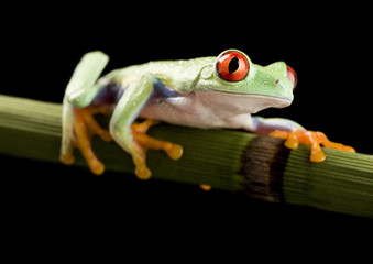 Frog on bamboo on the black background