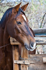 Fototapeta premium Horse