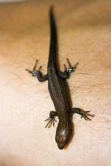  lizard