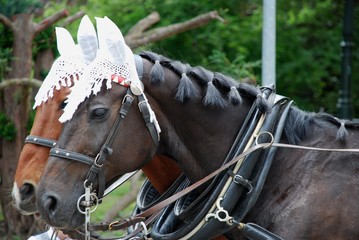 Obraz premium 2 harnessed horses