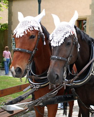 2 harnessed horses