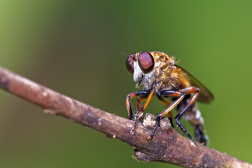 predatorfly closeup on a branch