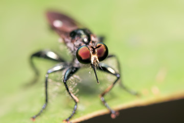 predatorfly closeup on a leaf