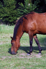 Fototapeta premium cheval