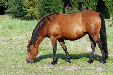 cheval