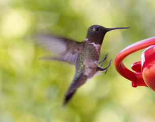 hummingbird