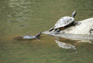 Turtle resting on a log.