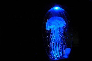 jellyfish