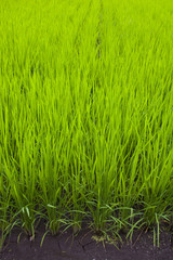 Rice Field II