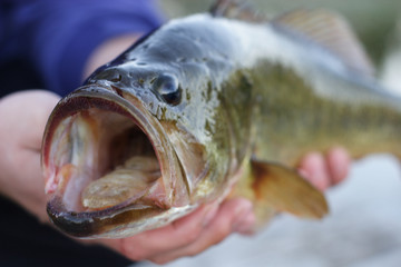 Largemouth Bass