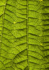 Green leaf