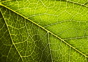 Green leaf
