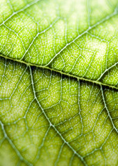 Green leaf