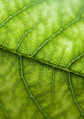 Fototapeta premium Green leaf
