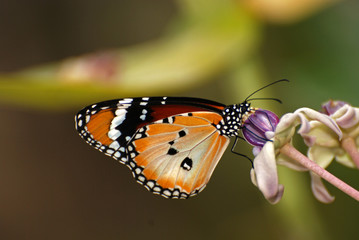 Obraz premium Beautiful butterfly and flowers in the gardens 